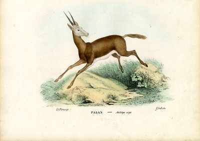 Oryx, 1863-79 da Raimundo Petraroja